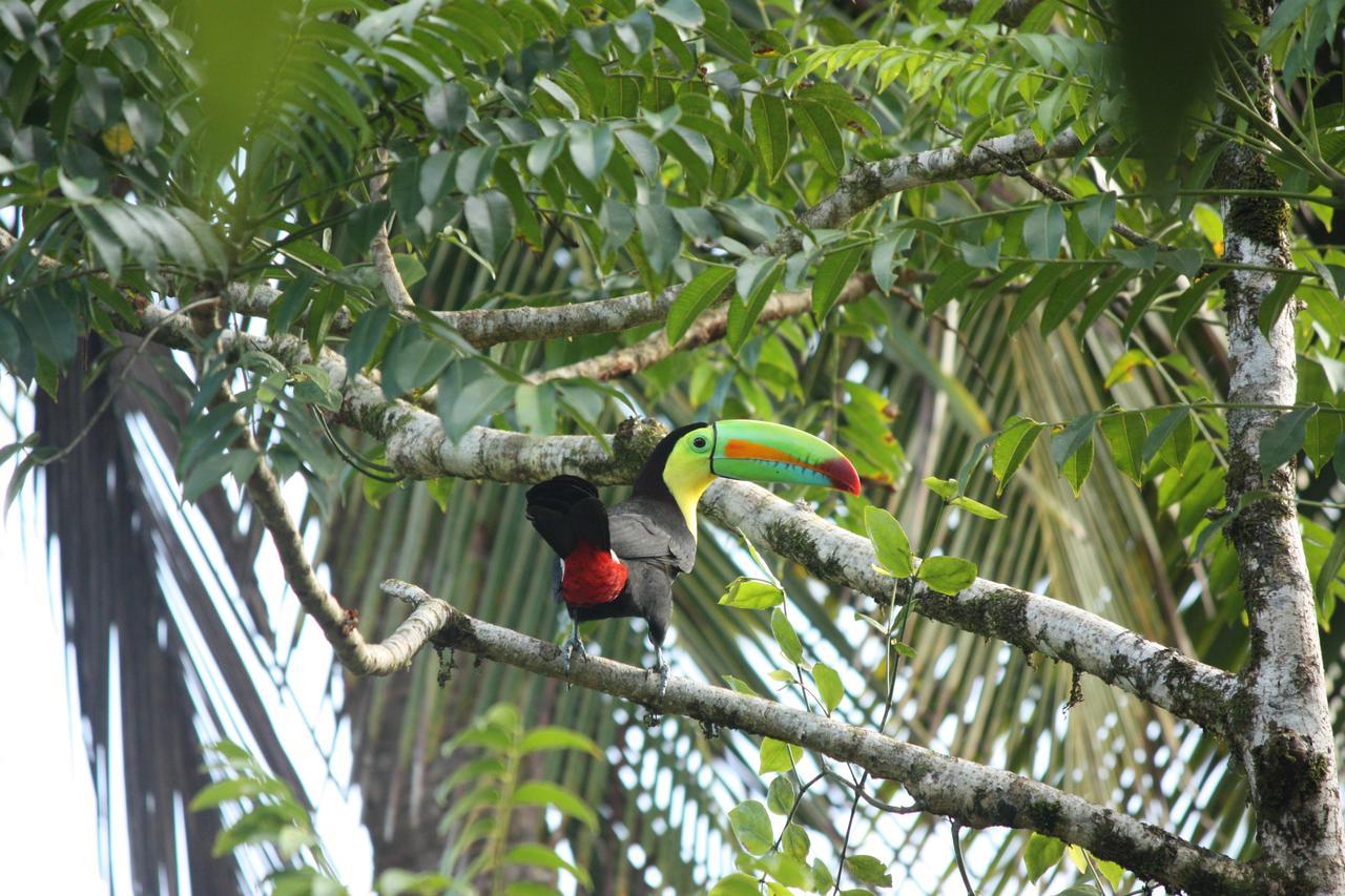 Hotel Vista Al Tortuguero Cariari  Zewnętrze zdjęcie