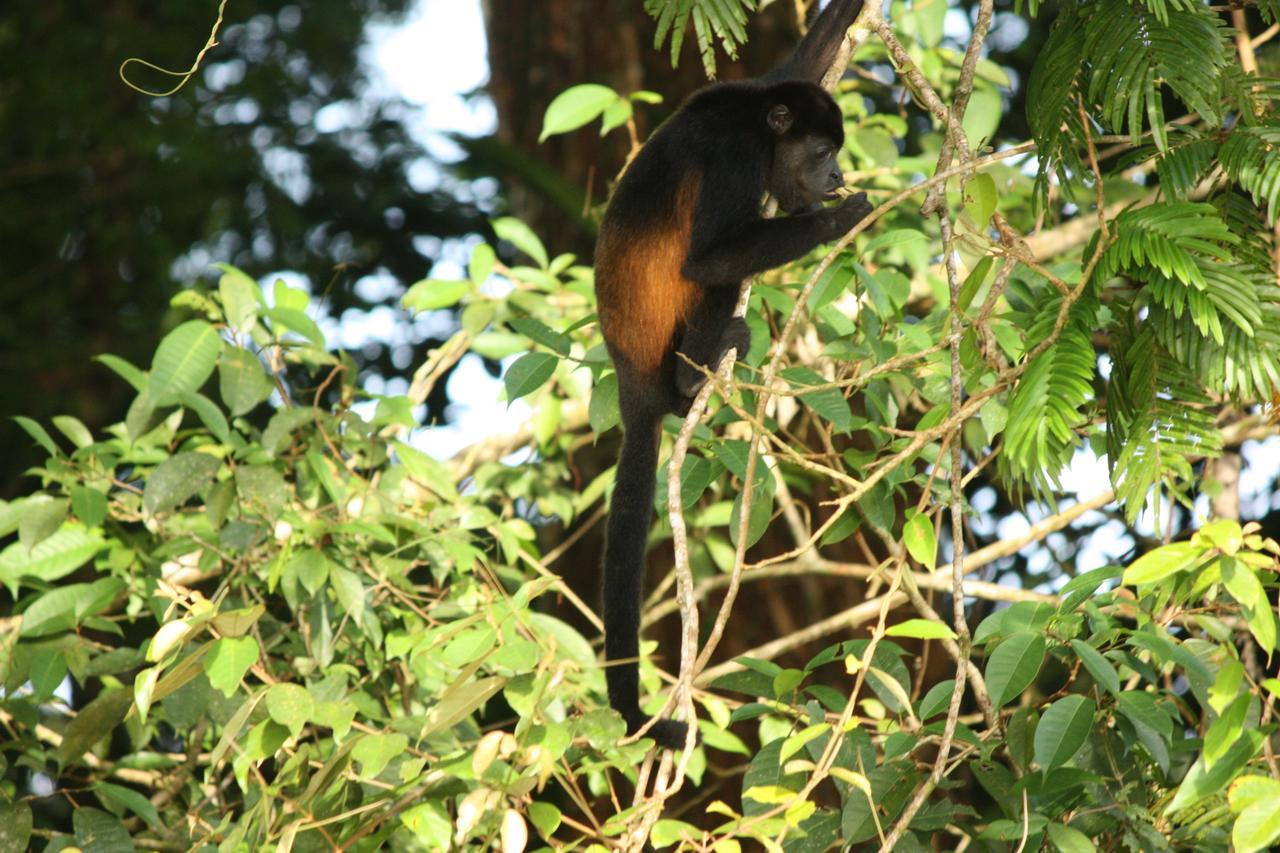 Hotel Vista Al Tortuguero Cariari  Zewnętrze zdjęcie