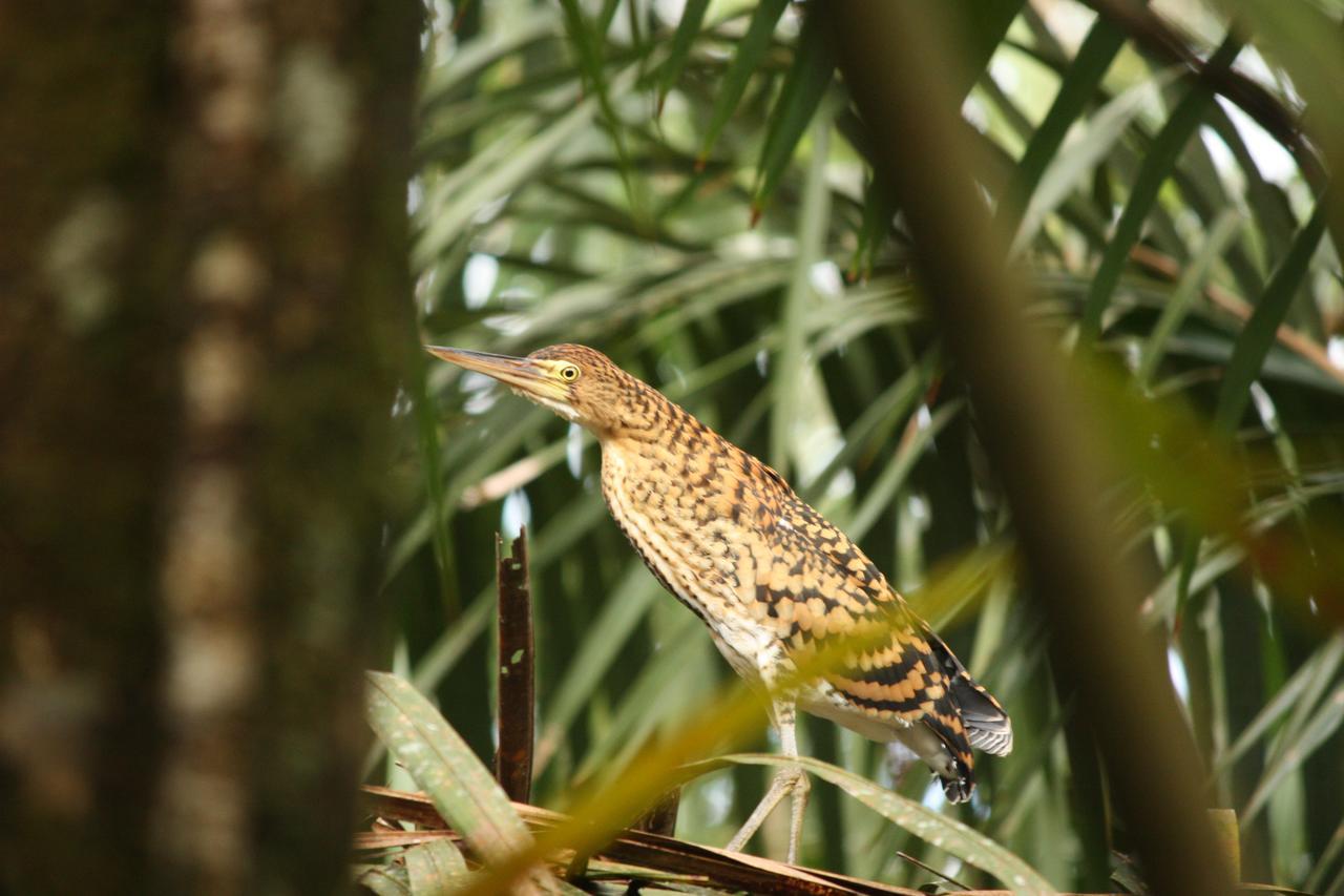 Hotel Vista Al Tortuguero Cariari  Zewnętrze zdjęcie