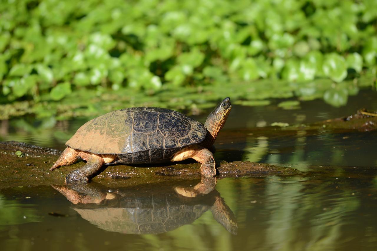 Hotel Vista Al Tortuguero Cariari  Zewnętrze zdjęcie