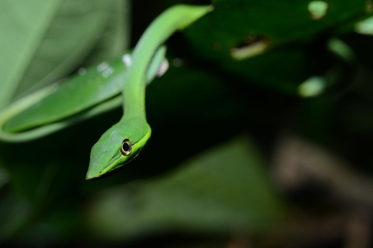 Hotel Vista Al Tortuguero Cariari  Zewnętrze zdjęcie