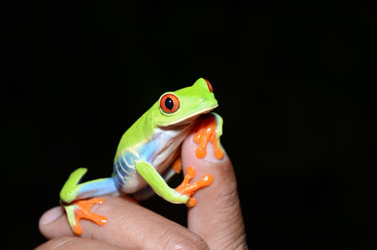 Hotel Vista Al Tortuguero Cariari  Zewnętrze zdjęcie